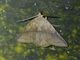Fruit-Piercing Moth (Metaprosphera sublimpida)