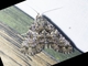 Erebid Moth (Coenipeta sp)