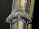 Erebid Moth (Erebidae sp)