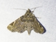 Erebid Moth (Goniohelia gallinago)