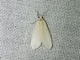 LIchen Moth (Cisthenina sp)