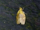 Tufted Moth (Nolidae sp)
