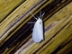 Lichen Moth (Euthyone sp)