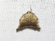 Scaly-legged Pyralid Snout Moth (Chrysauginae sp)