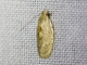 Erebid Moth (Erebidae sp)