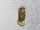 Tortricid Leafroller Moth (Tortricidae sp)