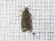 Curved-horn Moth (Gelechioidea sp)