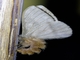 Emperor Moth (Hylesia sp)
