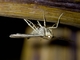 Geometer Moth (Geometridae sp)