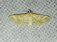 Crambid Snout Moth (Samea sp)