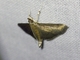 Crambid Snout Moth (Crambidae sp)