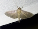 Crambid Snout Moth (Crambidae sp)