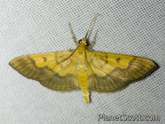 Pearl Moth (Syllepte strigicincta)