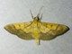 Pearl Moth (Syllepte strigicincta)