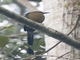 Amazonian Motmot (Momotus momota)