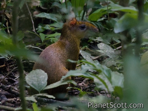 Brown Agouti (Dasyprocta variegata)