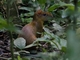 Brown Agouti (Dasyprocta variegata)