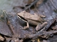 Madre de Dios Thin-toed Frog (Leptodactylus didymus)