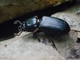 Bess Beetle (Passalus sp)