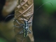 Flat-faced Longhorn Beetle (Taeniotes orbignyi)