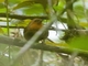 Musician Wren (Cyphorhinus arada)
