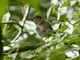 Ringed Antpipit (Corythopis torquatus)