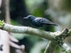 White-flanked Antwren (Myrmotherula axillaris)