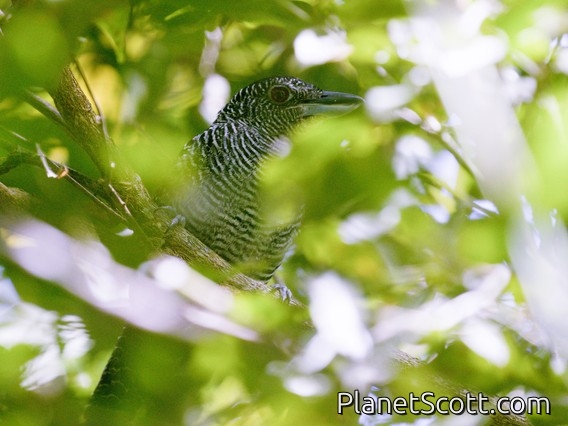 Fasciated Antshrike (Cymbilaimus lineatus)