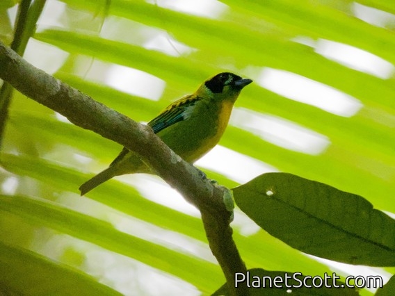 Green-and-gold Tanager (Tangara schrankii)