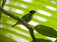 Green-and-gold Tanager (Tangara schrankii)