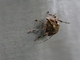 Flat-faced Longhorn Beetle (Colobothea sp)