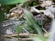 Giant Ameiva (Ameiva ameiva)