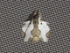 Lappet Moth (Euglyphis braganza)