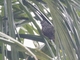 Point-tailed Palmcreeper (Berlepschia rikeri)