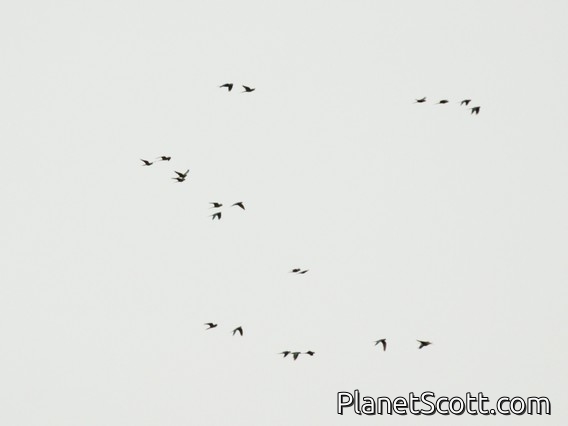 Red-bellied Macaw (Orthopsittaca manilatus)