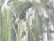 Epaulet Oriole (Icterus cayanensis)