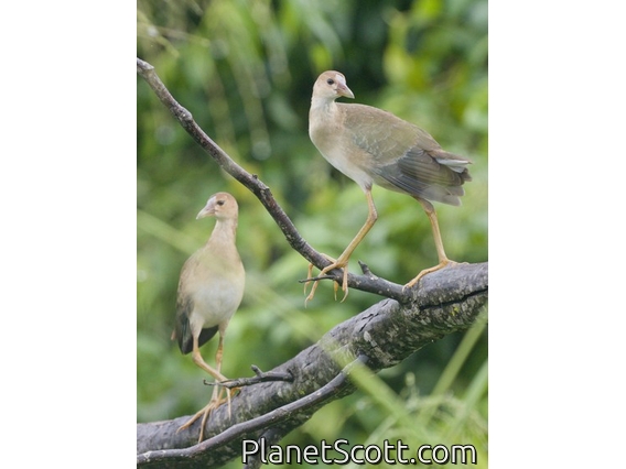 Purple Gallinule (Porphyrio martinica)