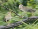Purple Gallinule (Porphyrio martinica)
