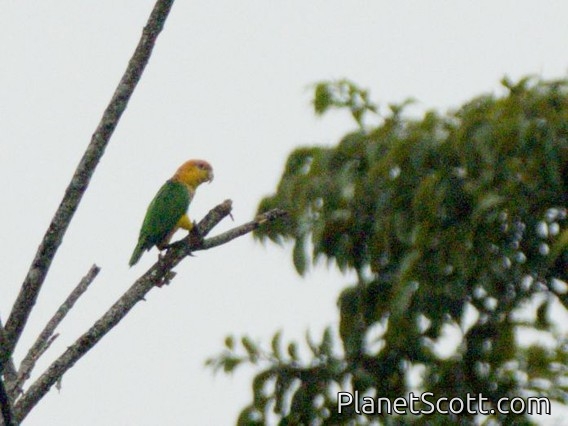 White-bellied Parrot (Pionites leucogaster)