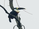 Channel-billed Toucan (Ramphastos vitellinus)