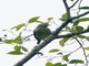 Sharpbill (Oxyruncus cristatus)