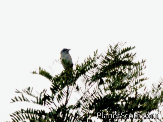 Yellow-shouldered Grosbeak (Caryothraustes humeralis)