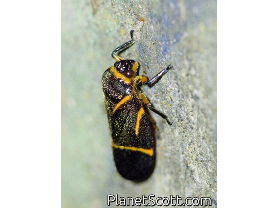 Spittlebug (Maxantonia sp)