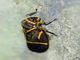 Spittlebug (Maxantonia sp)