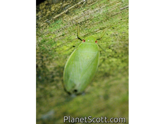 Leafhopper (Lassinae sp)