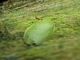 Leafhopper (Lassinae sp)