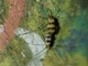 Limoniid Crane Fly (Teucholabis sp)