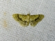 Wave Moth (Sterrhinae sp)