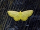 Wave Moth (Tricentra sp)