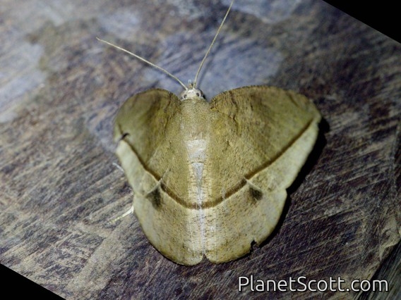 Geometer Moth (Oxydia sp)